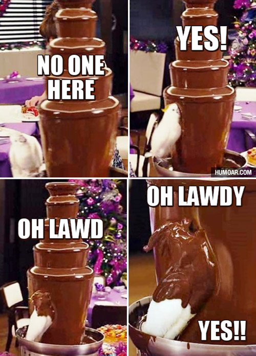 bird-in-chocolate-fountain.jpg