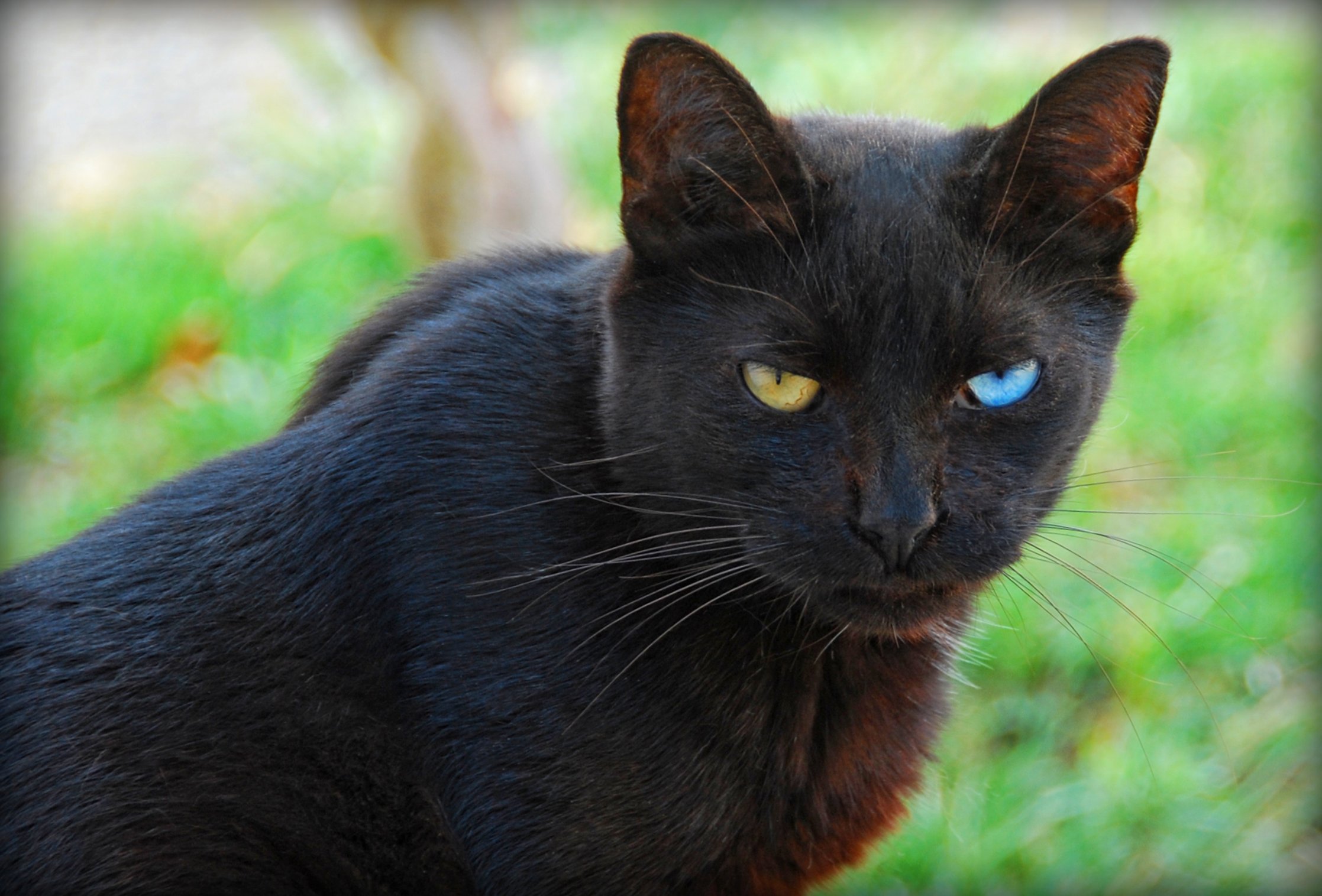 black-cats-awesomelycute.com-31.jpg