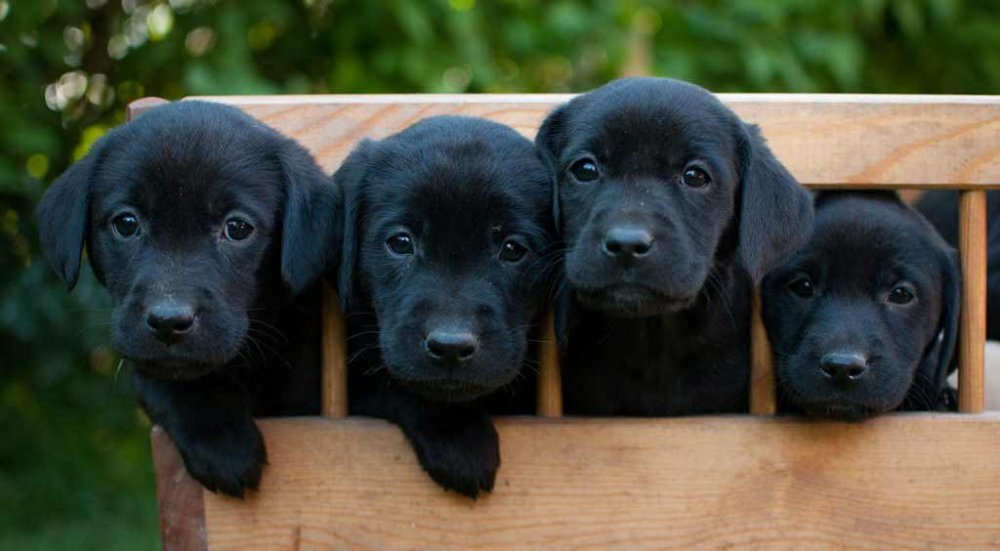 black-labs-puppies-1024x564-40kb.jpg