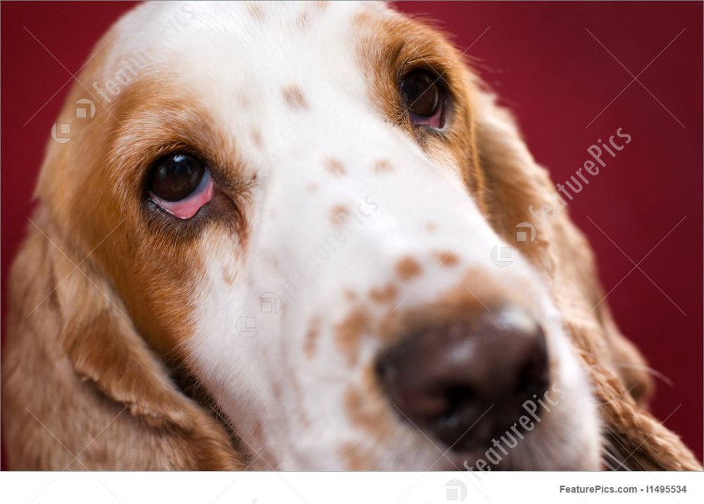 Bloodshot Eye Of Spaniel Image