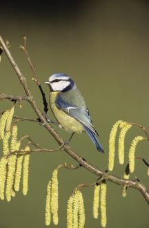 blue-tit-496645.jpg