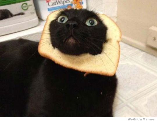 breading_cats_2.jpg