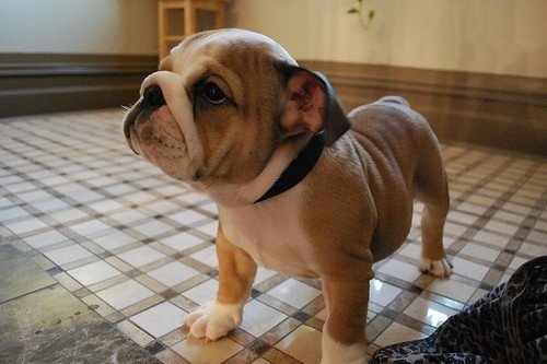 bull-dog-cute-dog-english-bulldog-little