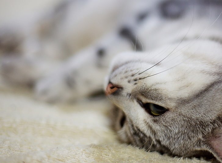 HD wallpaper: Bum Cat, silver tabby cat, Animals, Pets, mammal ...