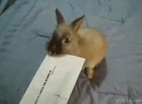 Image result for bunny letter opener