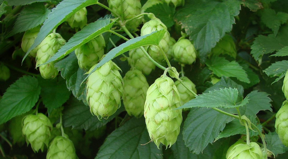 c-335-hops.jpg