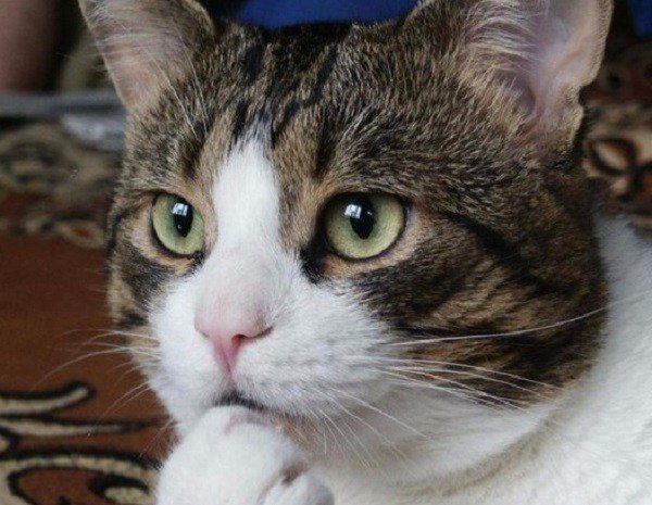 Ten-Cats-Wondering-What-Is-for-Dinner-in