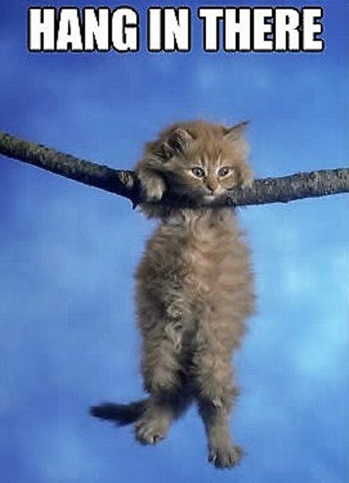 Image result for hang in there cat