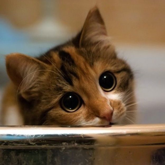 Image result for adorable kitty