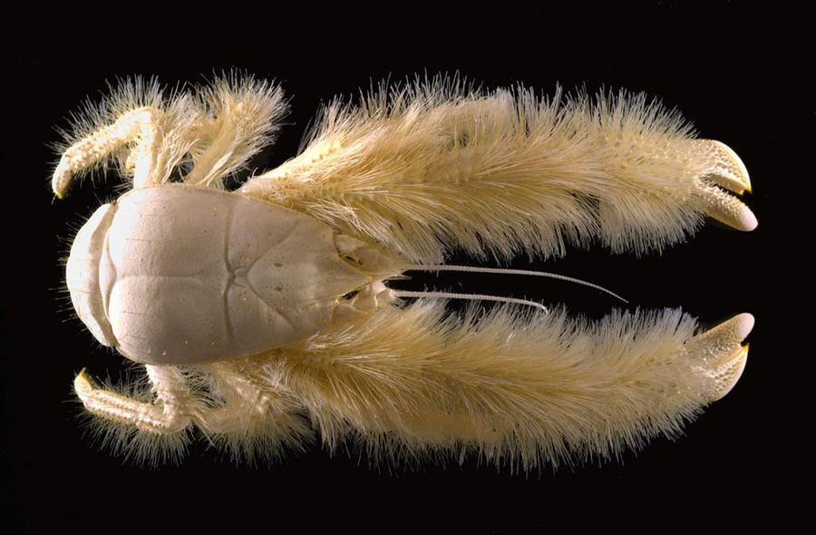 Yeti-Crab.jpg?resize=900,590&ssl=1