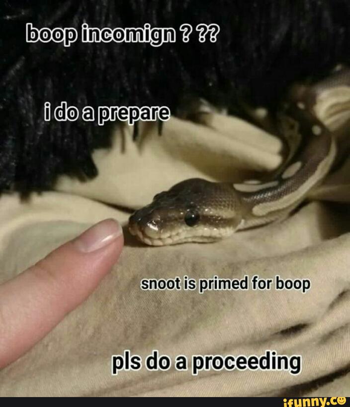 snoot the boop