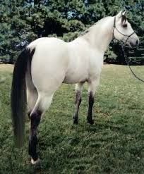 Image result for White buckskin