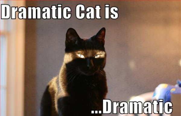 cats-being-divas-overly-dramatic-10.jpg?