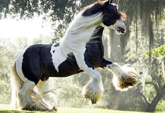 caballo_shire_overo.jpg