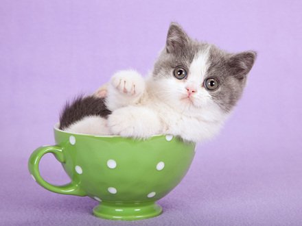 cafechoo-image-cat-in-teacup-cat-teacup-