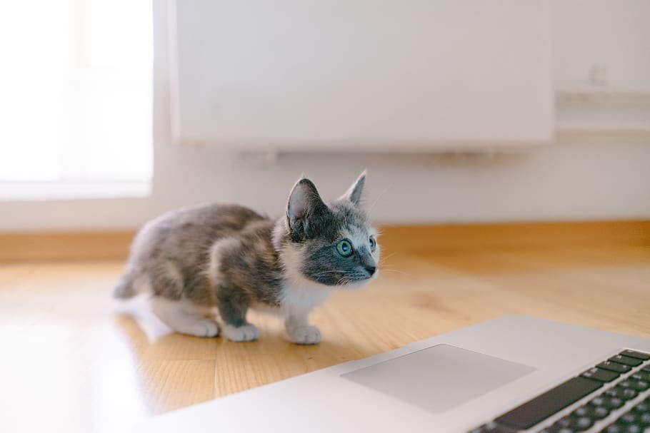 HD wallpaper: calico kitten standing in front of MacBook Pro, cat ...