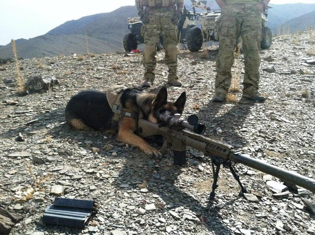 call-of-duty-dog-sniper-shooting-ghosts-