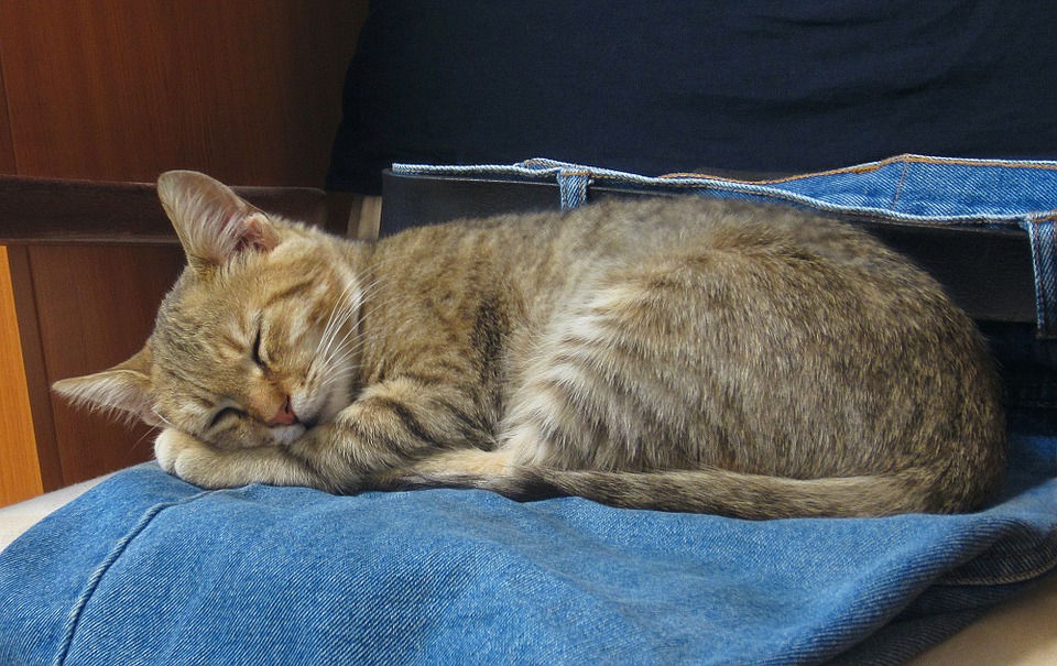 cat-981398_960_720.jpg