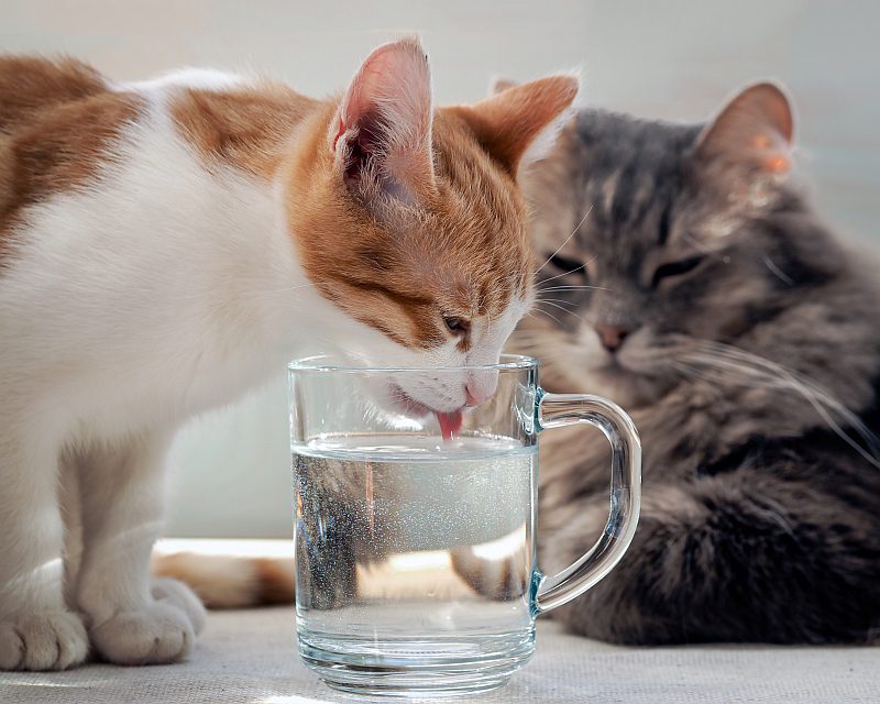 cat-drinking-water-800x640.jpg