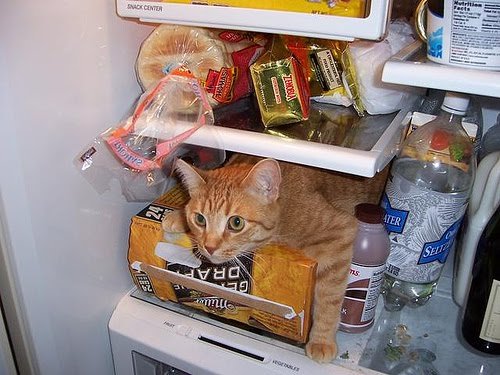cat-fridge-793715.jpg