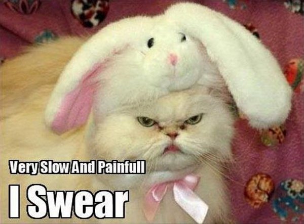 cat-humor-Very-slow-and-painfull-bunny-c
