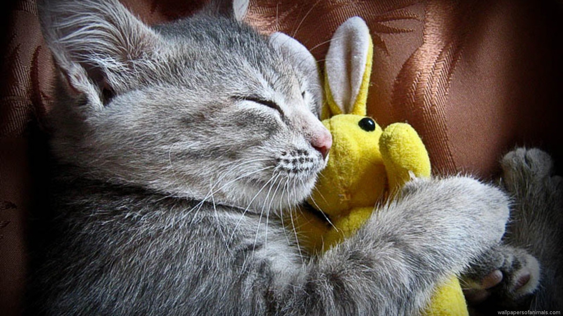 cat-image-widescreen-wallpaper-bunny-cut