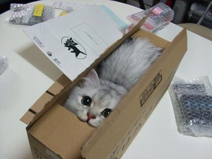 cat-in-a-box-big.jpg&key=14461b8fa59b76c
