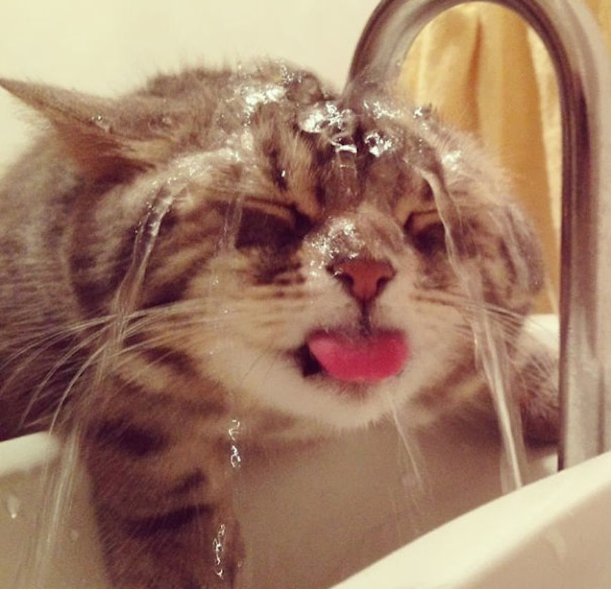 cat-loves-water-bath-30__605.jpg