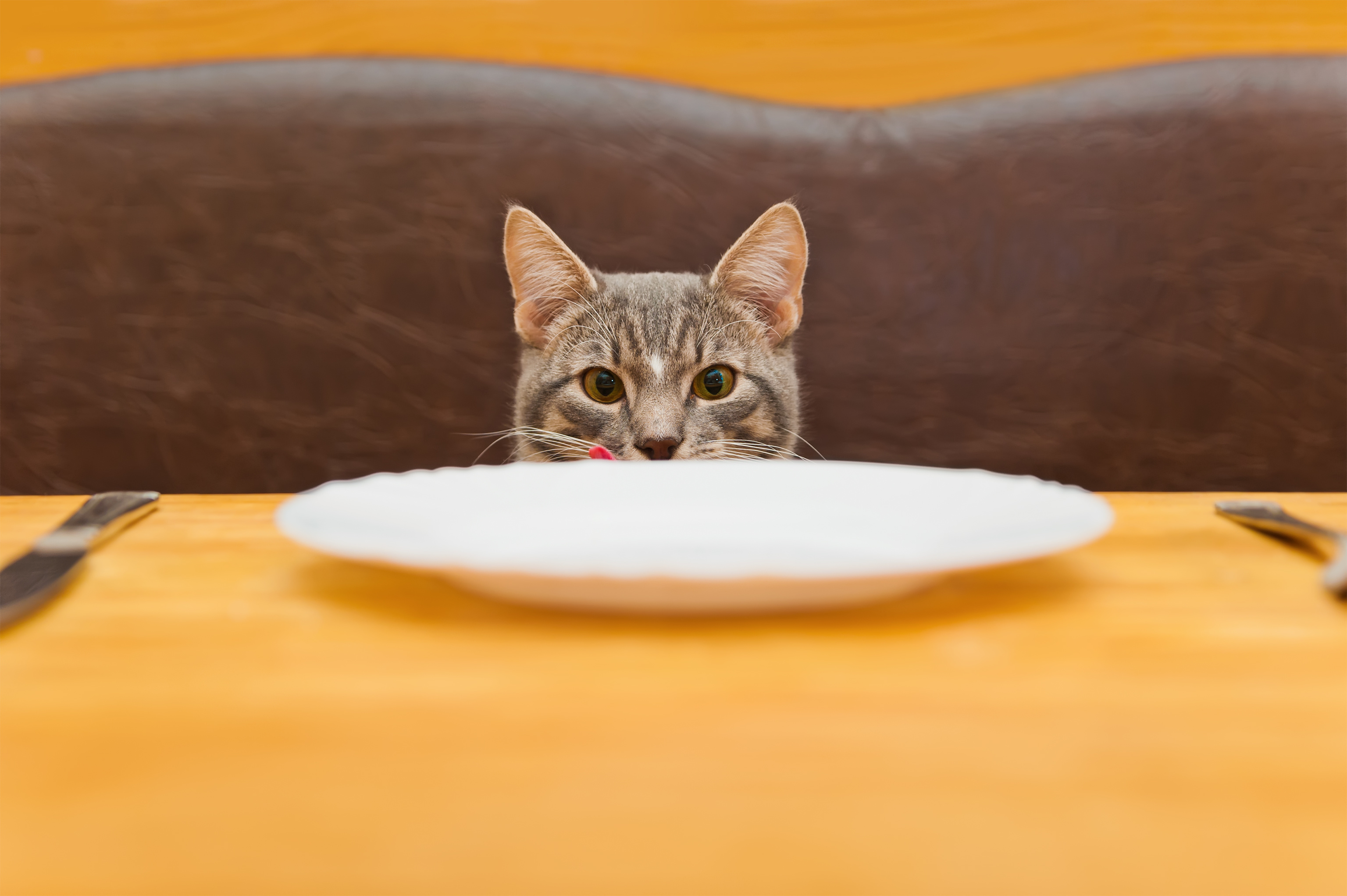 cat-ready-to-eat.jpeg