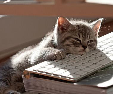 cat-sleeping-on-laptop.jpg