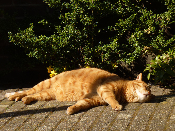 cat-sun.jpg