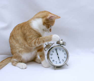 cat-with-alarm-clock.jpg