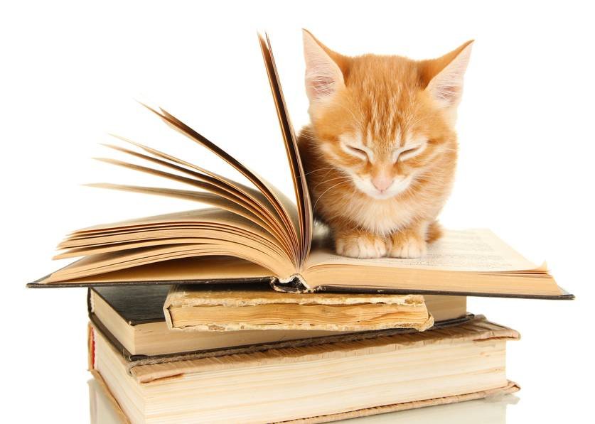 cat-with-books.jpg