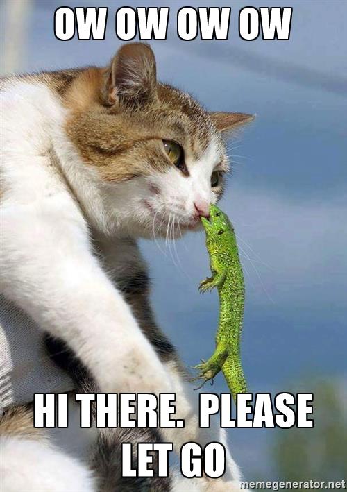 cat-with-lizard-on-nose-ow-ow-ow-ow-hi-t