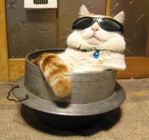 cat-with-sunglasses.jpg