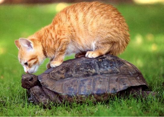 cat_and_turtle_by_tongueofmonkey-d4xrgpy