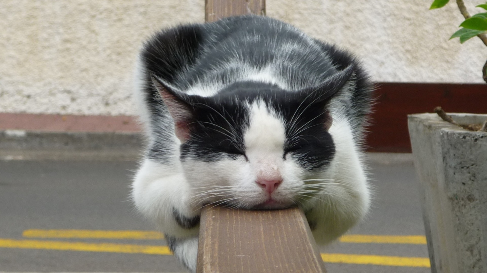 cat_lying_down_sleeping_cute_spotted_650
