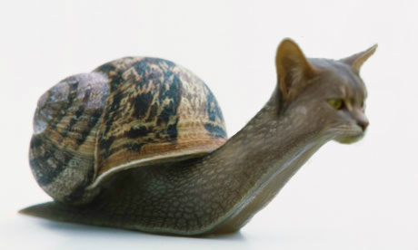 cat_snail_by_onyxiscool-d90re9l.jpg