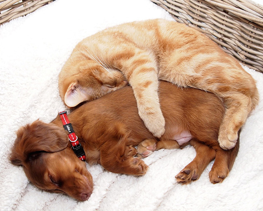 cats-and-dogs-getting-along-241__605.jpg