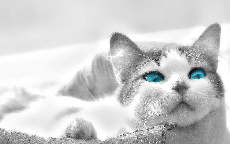 cats-animals-selective-color-pics-684879
