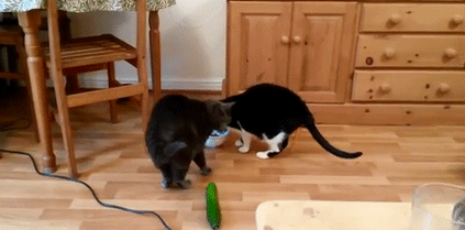 cats-are-scared-of-cucumbers-gif.gif