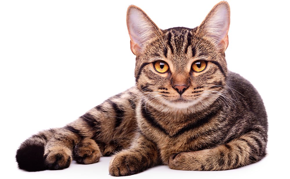 catsnew.jpg