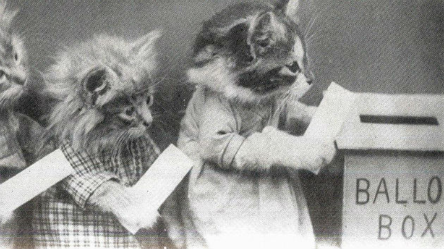catsvoting2.jpg