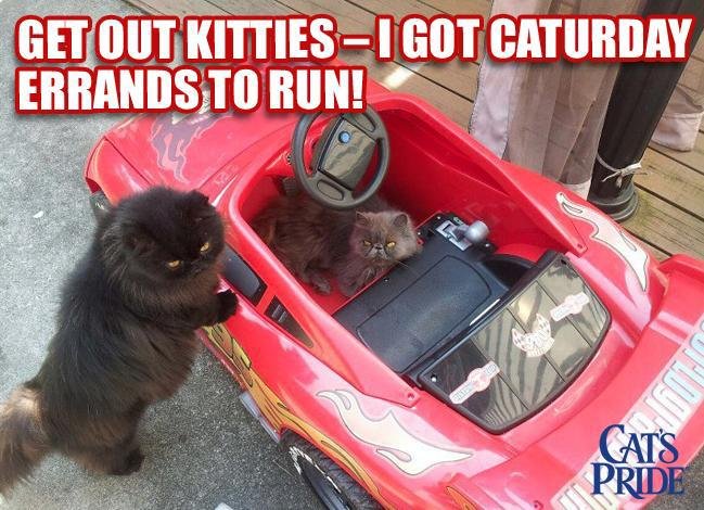 caturday-errands.jpg