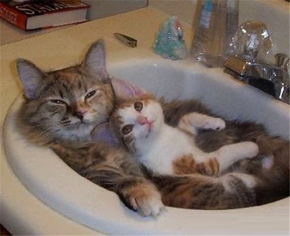 catwashing3.jpg