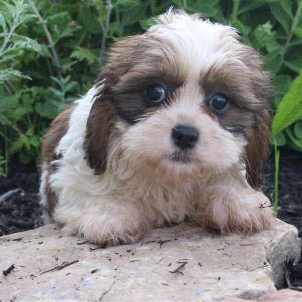 Cavapoo Puppies For Sale | Canton, OH #227977 | Petzlover