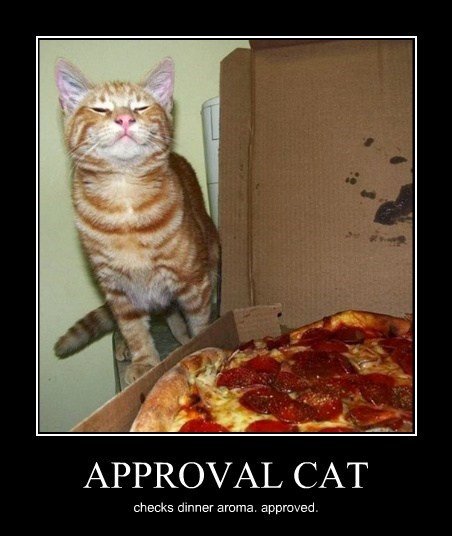 Kuvahaun tulos haulle approval cat