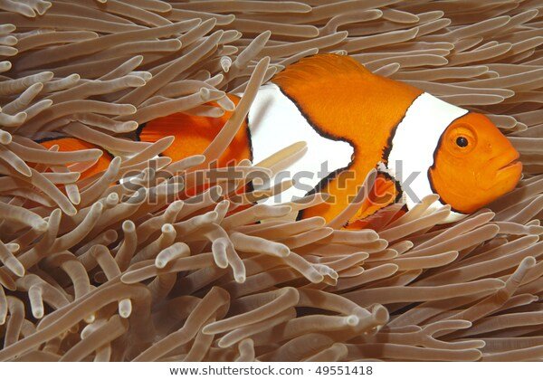 Clown Anemonefish Swimming Tentacles Host Anemone Stock Photo ...