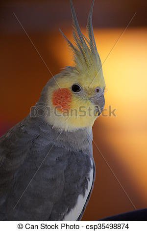 cockatiel-in-the-glow-picture_csp3549887