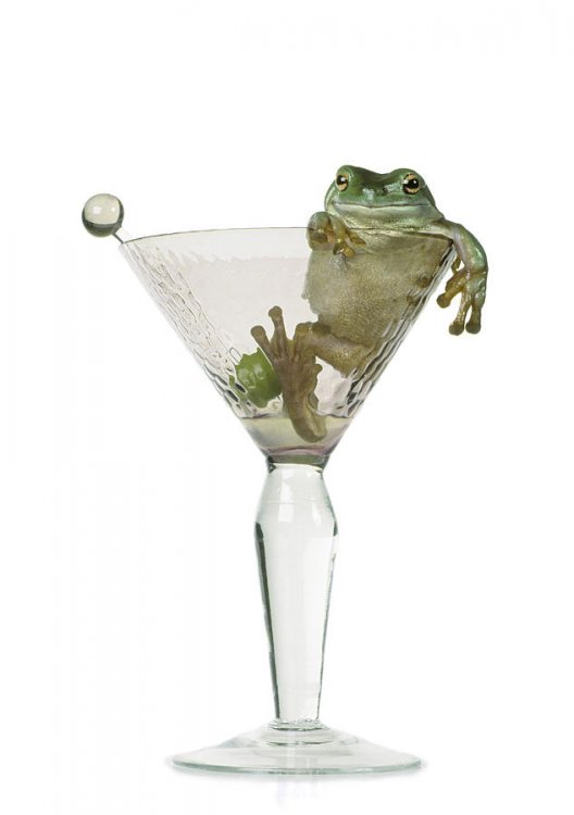 cocktail-frog-darwin-wiggett.jpg